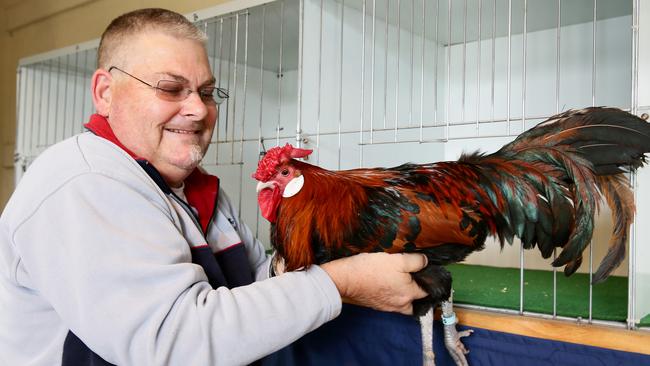 Central Coast Poultry Club Show: 1300 birds on display | Daily Telegraph