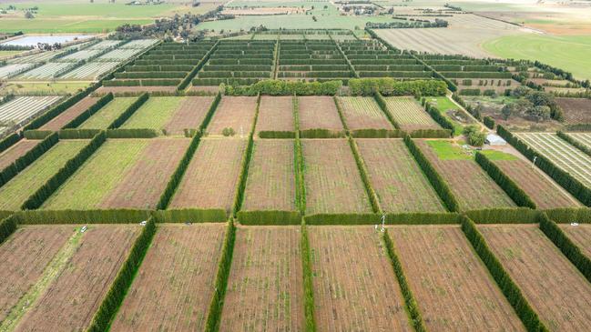 The CK Group are selling their 199ha Bunbartha orchards.