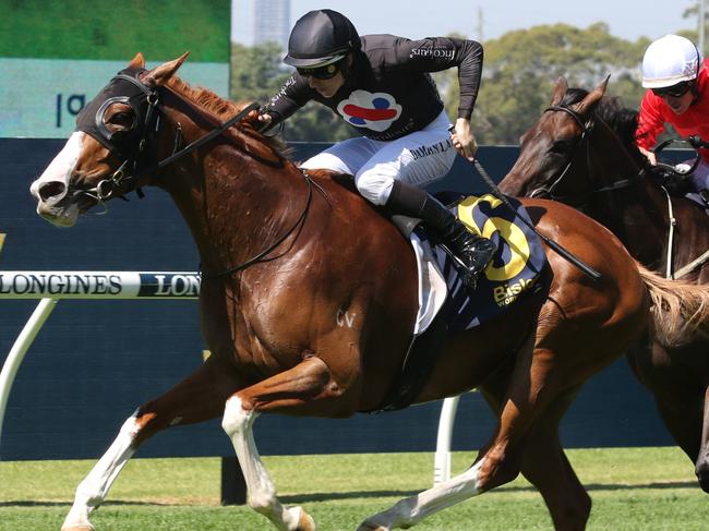 Gin Martini is set for Group 1 glory in the Sydney Cup. Picture: Grant Guy