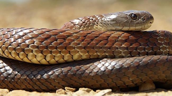 As snakes come out for summer, here are five venomous species you ...