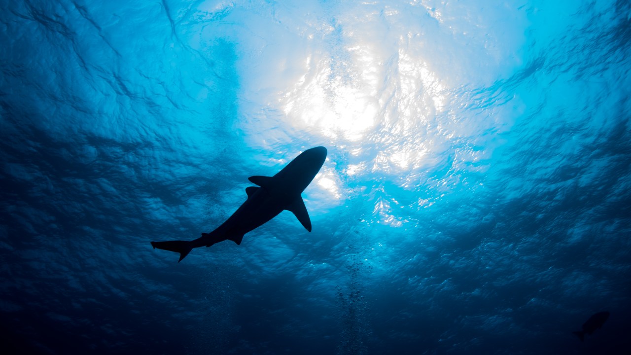 Horror as woman rescued after shark mauling off central Queensland coast