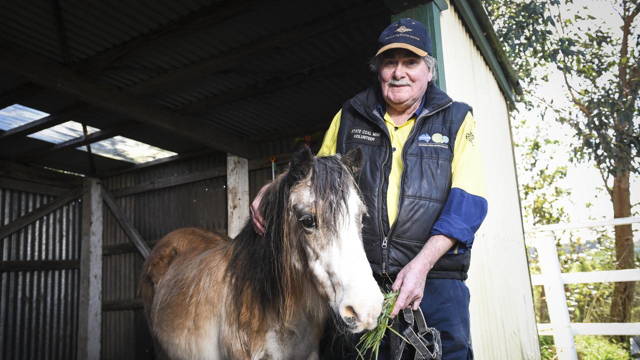 Cobber the 40-year-old pit pony celebrates his birthday at Wonthaggi ...