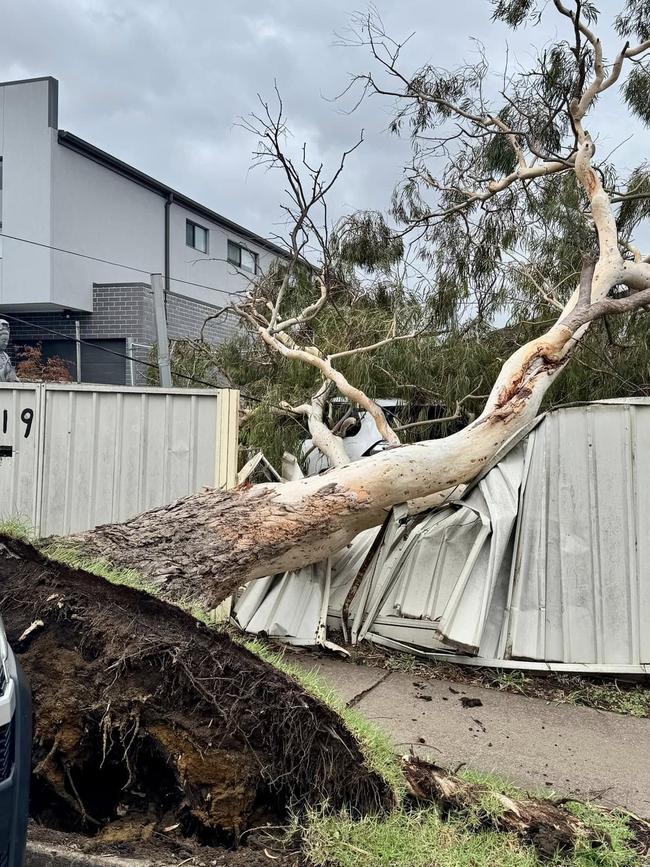 A tree has fallen in wild weather in Canley Vale on January 17 2025. Picture: Supplied