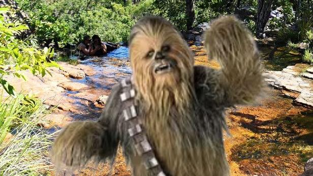 Wookiee-like noises have been heard around Litchfield, perhaps Chewbacca is taking a stroll around the park. Picture: NT News