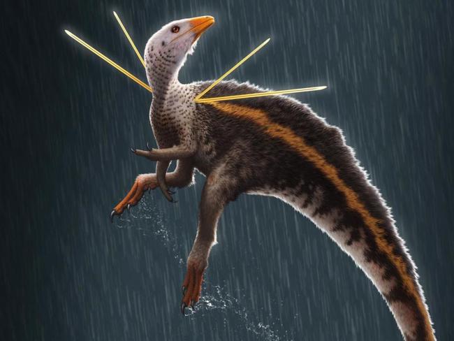 Paleontologists have discovered a new species of dinosaur that’s a real show-off. Ubirajara jubatus is a small creature found with strange spikes sticking out of its shoulders, which scientists speculate were used as ornaments like a peacock’s tail.