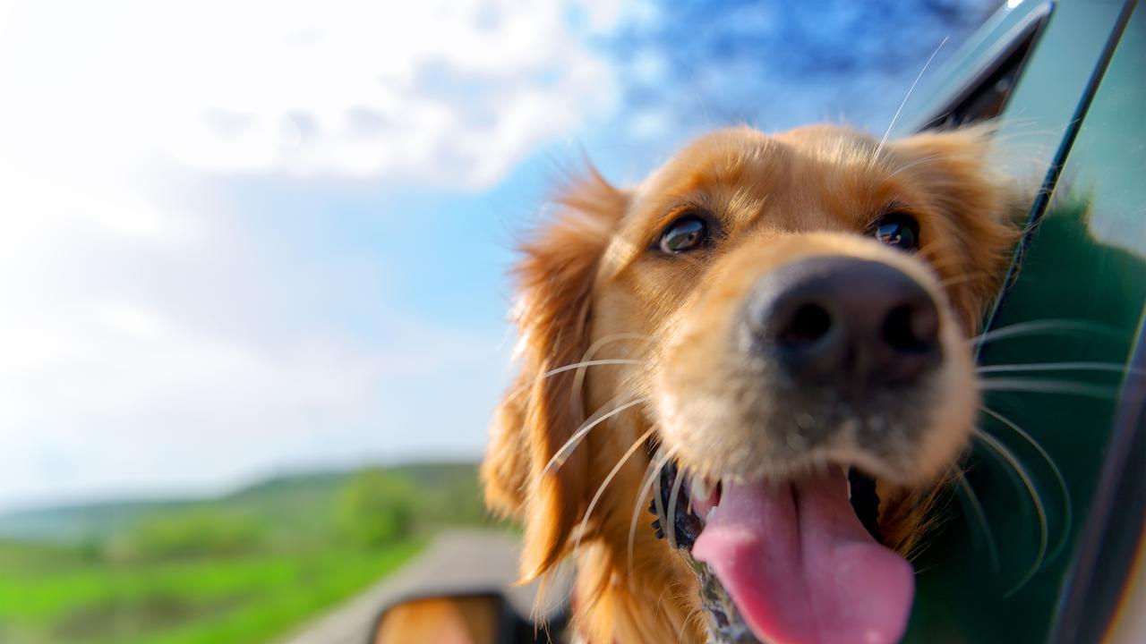 what to give dogs on long road trips