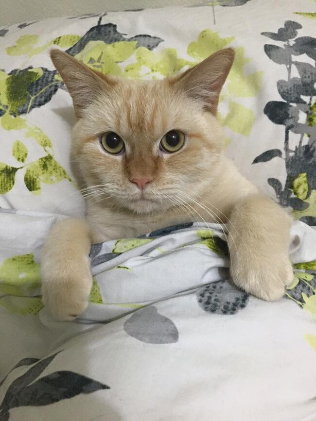 This is Simba. He is 4-years-old. Picture: Sarah