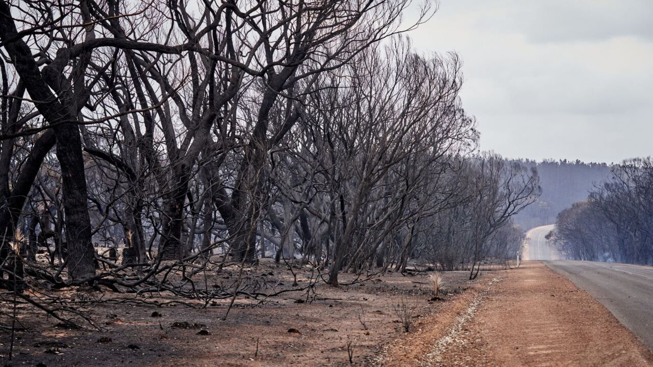 Half of Kangaroo Island's koala population wiped out