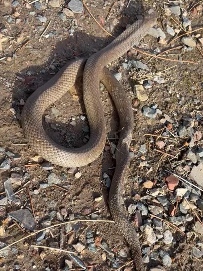 The snake had a broken back. Picture: Snake Catchers Adelaide