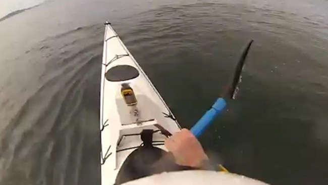 WA Man Captures Video Of Great White Shark Circling Kayak In Albany ...