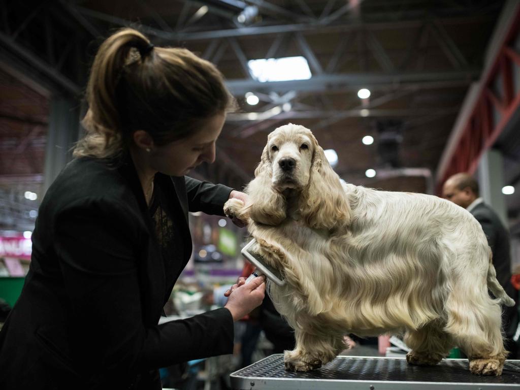 A woman grooms her cocker spaniel dog on the first day of the Crufts dog show at the National Exhibition Centre. Picture: AFP