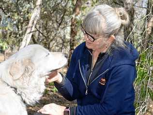 CLOSE ENCOUNTER OF THE FURRY KIND: Helen Brennan gets up close and personal with a maremma, her favourite breed of dog. Picture: Nathan Greaves