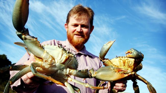 Dr Brian Paterson with a female (left) and male Queensland mud crab. Picture: Mark Calleja.