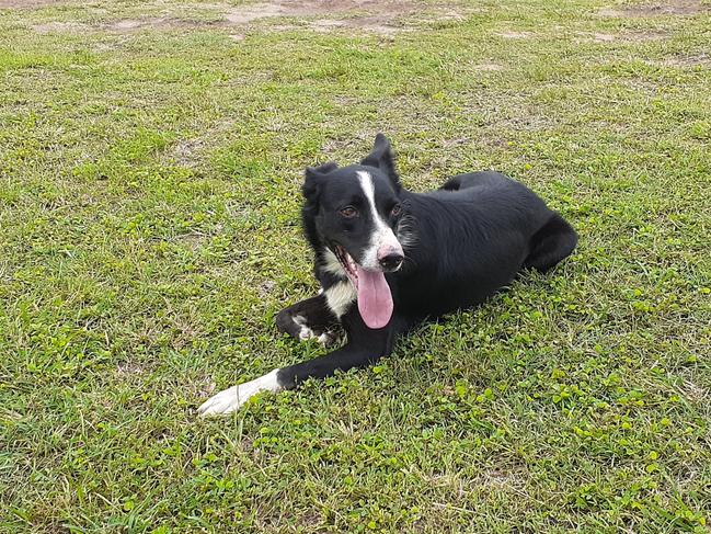 Tippy the 2-year-old border collie kelpie cross is suspected to have died after ingesting something baited with 1080 and possibly carried in by a bird. Picture: Pat Jackson