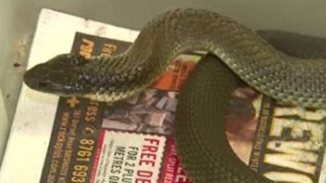 The large tiger snake after its capture. Picture: Nine News