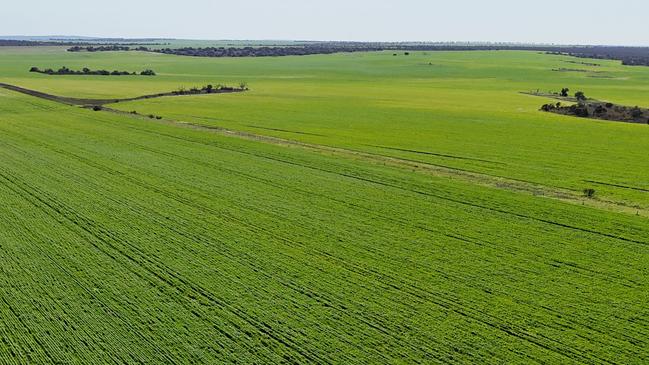 Viridis Ag are selling their 13,027ha Alcheringa Aggregation, located about 140km southeast of Geraldton.