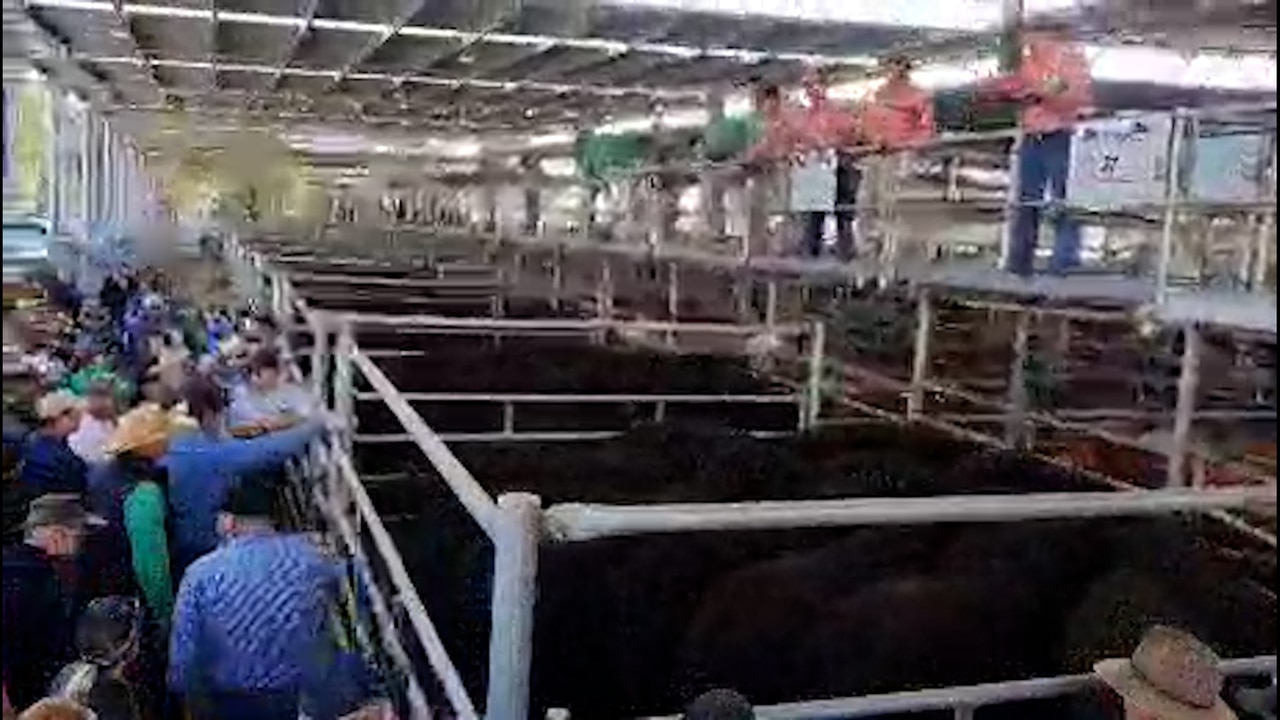 Yea spring store cattle sale