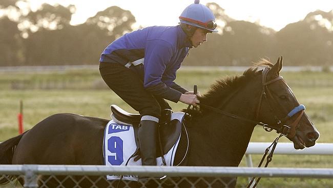 Aaron Madden puts international galloper Simenon goes through is paces at Werribee this morning. Picture: Wayne Ludbey