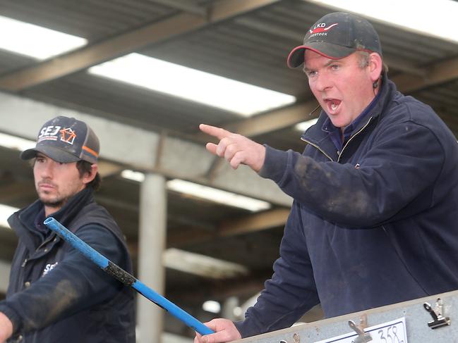 Leongatha cattle sale, VLE, Leongatha,   Picture Yuri Kouzmin