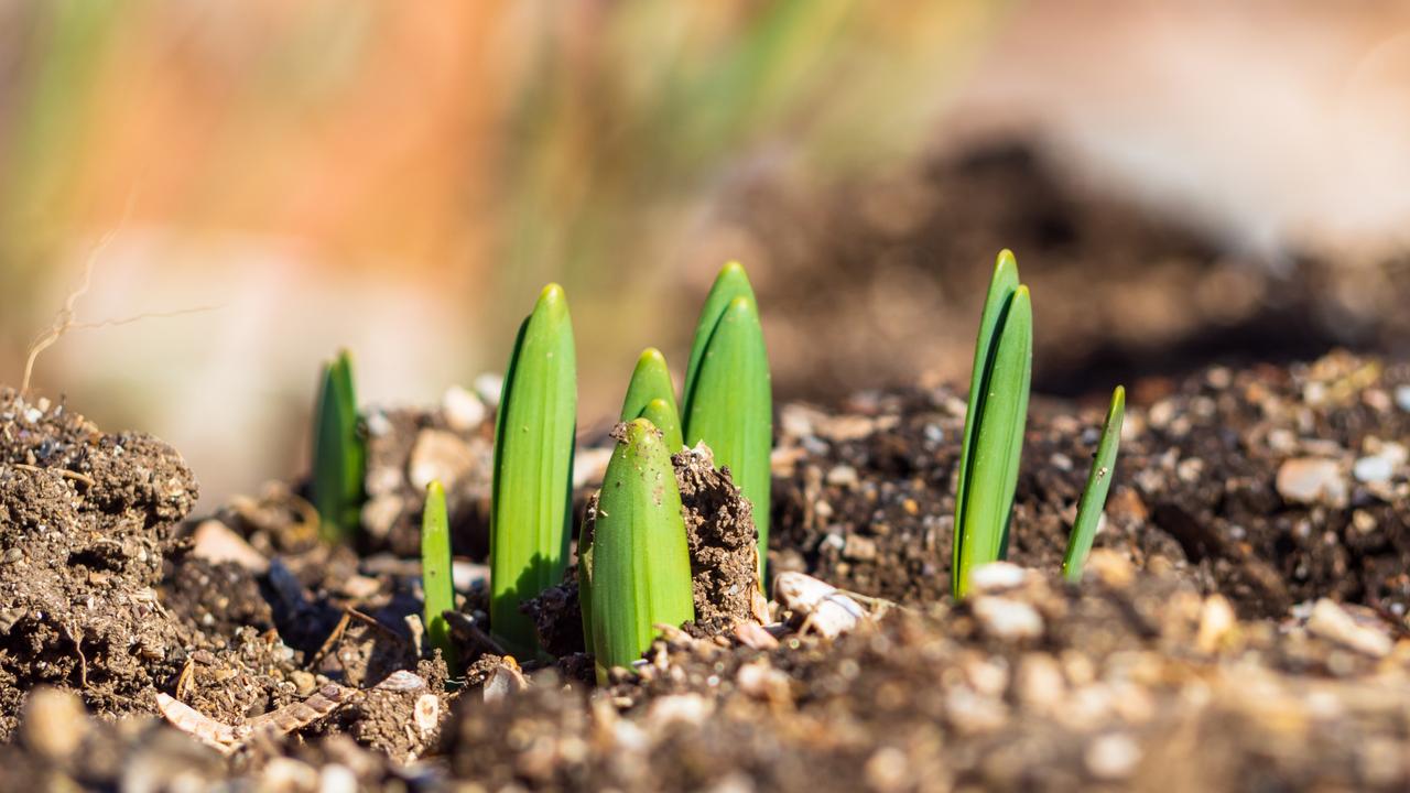 Can a bank make carbon offsetting a growth industry?