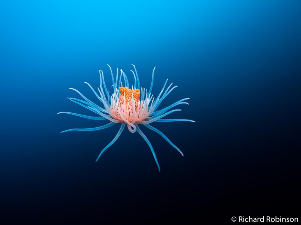 Animal portrait winner: Leopard anemone, Oculina Point, Poor Knights Islands Marine Reserve, New Zealand. Picture: Richard Robinson/2020 Australian Geographic Nature Photographer of the Year Awards