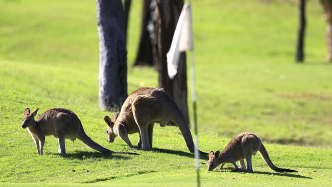 Kangaroos are a common sight at Arundel Hills Country Club. Picture: Adam Head