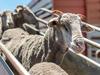 Last-minute plea to reverse doomed live sheep exports