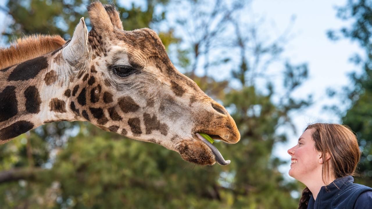 Australia’s oldest giraffe Mukulu dies after 23 years | news.com.au ...