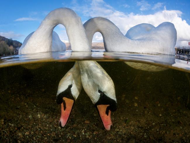 Underwater Photographer of the Year 2018. Category WINNER & British Underwater Photographer of the Year Category 9. British Waters Wide Angle Credit name: Grant Thomas/UPY 2018 Nationality: United Kingdom Image caption: Love Birds Country taken: Scotland Location: Luss Pier, Loch Lomondb “ I have always been fascinated by over-under photography, connecting the everyday terrestrial world that we all know with the less familiar underwater secrets. I chose Loch Lomond as the location for this shot due to its idilic scenery, water access and friendly swans.”