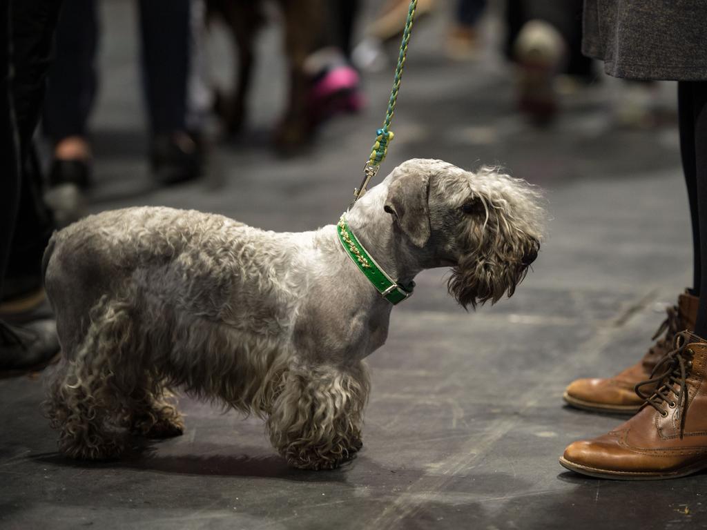 A woman walks her dog through the crowded trade stalls on the first day of the Crufts dog show at the National Exhibition Centre. Picture: AFP