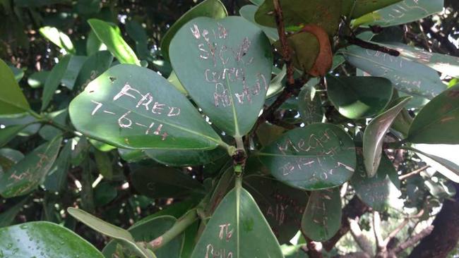 Messages and names scratched into leaves of a tree at the Bundaberg Botanic Gardens. Photo Crystal Jones / NewsMail. Picture: Crystal Jones