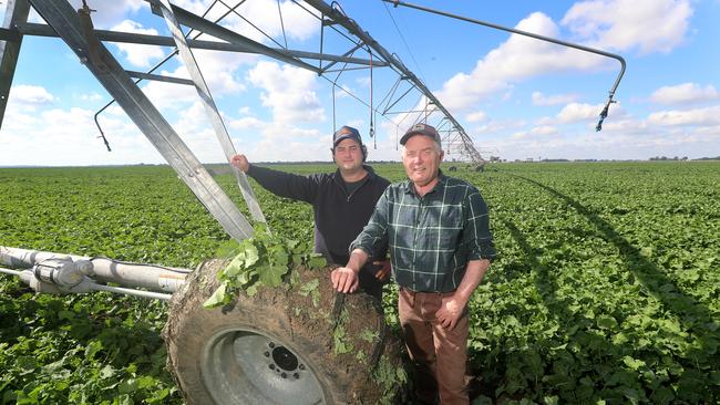 Peter Ward and his son Patrick in their canola crop at Rochester. Picture: Yuri Kouzmin