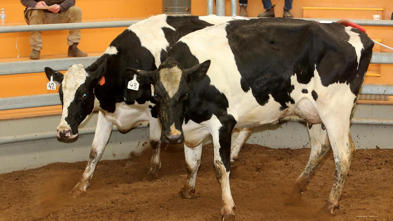 Cows top $2350 at Echuca