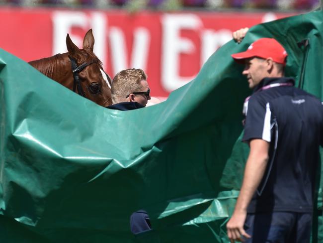 Officials shield Red Cadeaux from the view of racegoers.