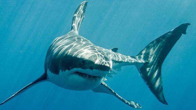 A girl is being treated following a shark attack at a popular beach in Queensland.