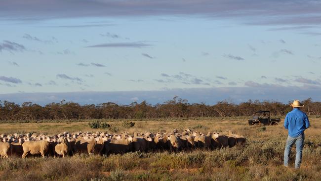 The Outback Multi-Purpose Merino flock grazes all over the 20,000ha Mundadoo Station. Picture: Supplied