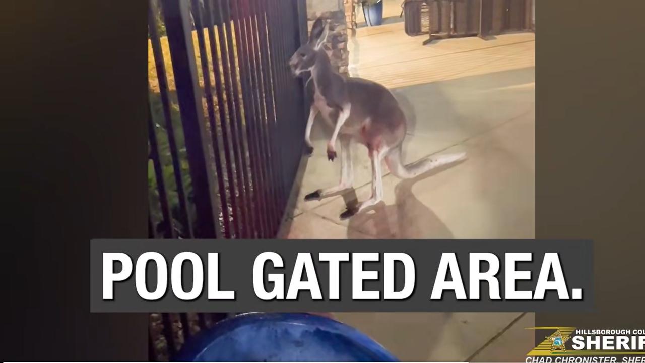 The pet kangaroo had seemingly escaped his home and sent authorities on a mad chase. Picture: Handout via NCA NewsWire