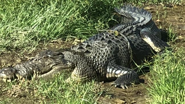 Hinchinbrook Shire Council mayor warns crocodiles have taken over ...