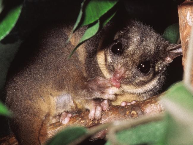 Leadbeater’s possum. Picture: D Lindenmayer and M Greer