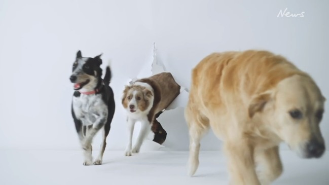 Dogs of Oz TVC