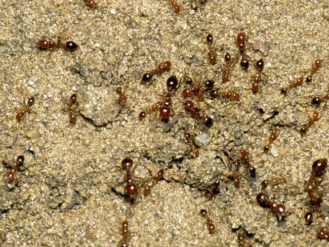 Fire ants. Picture: Barry Rice