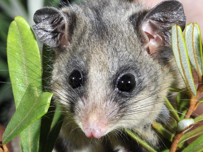 Under threat, the mountain pygmy possum was once thought to be extinct but was rediscovered in 1996.