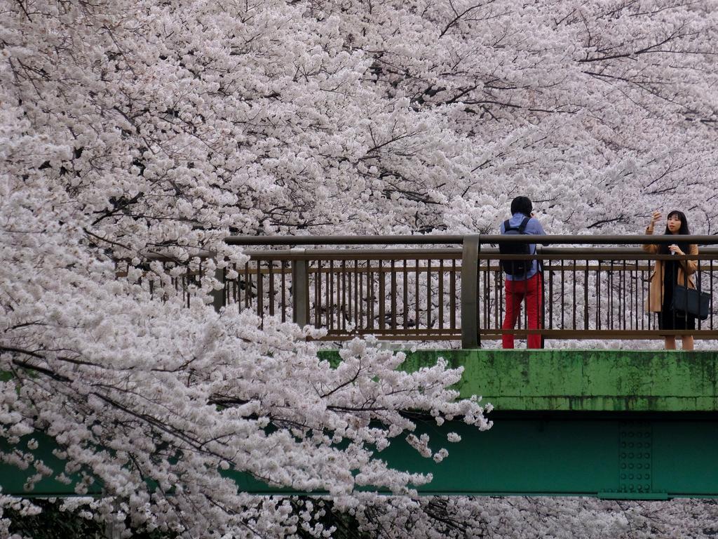 Visitors take a photograph alongisde cherry blossoms in full bloom in the Japanese capital Tokyo on March 27, 2018. Picture: AFP