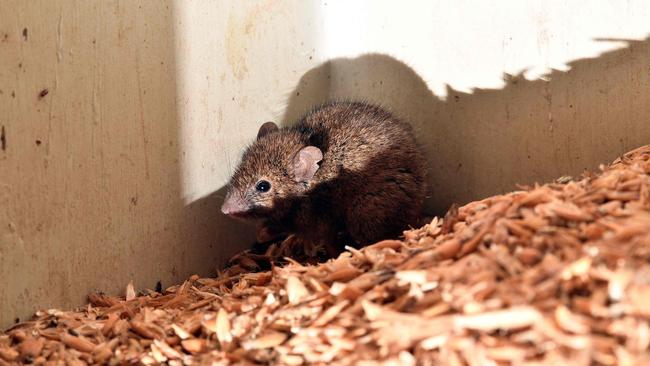 Farmers urged to be on the lookout for mouse activity: ANDREW LEESON