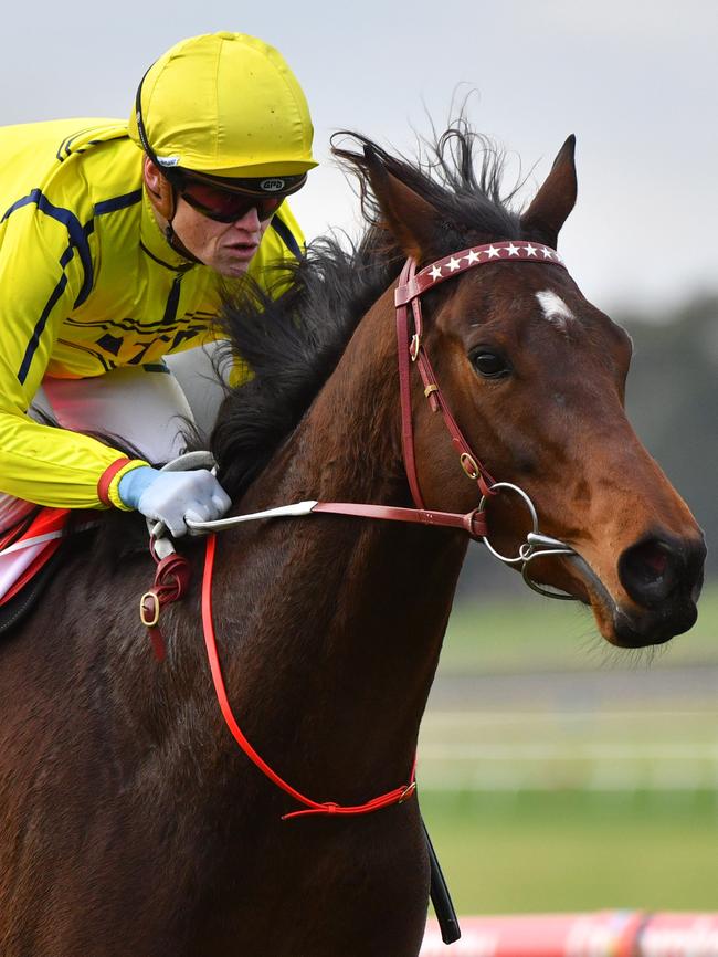 Yogi, another horse allegedly exposed to the “torture” is still racing, but a third horse, Tosen Basil, has since died in a paddock accident. Picture: Vince Caligiuri/Getty