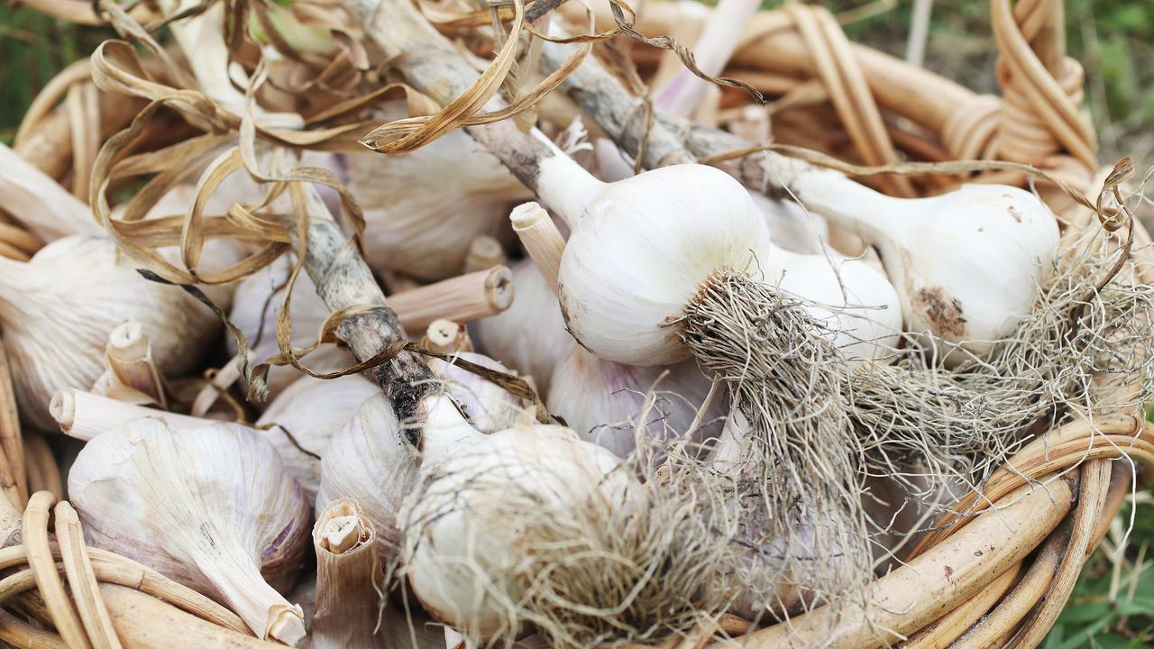 White garlic bulbs from Geoff Dugan’s farm at Koonya for a farm feature. Picture: NIKKI DAVIS-JONES