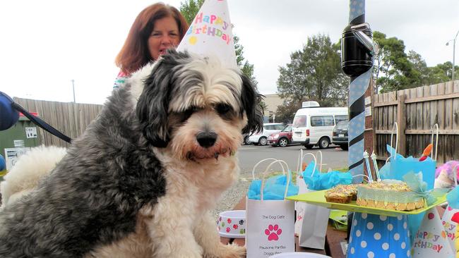 Dogs get treated at The Dog Cafe. Picture: Zoe Powell