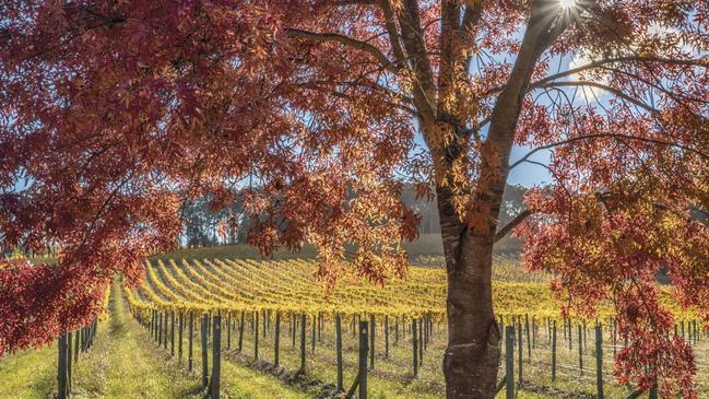 Looking over a vineyard in autumn is one of life’s great treasures. Picture: Destination New South Wales