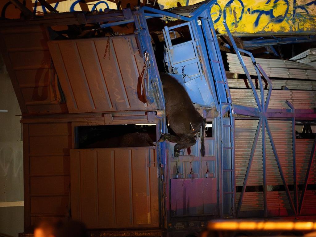 Truck Carrying Dairy Cows Slams Into Melbourne Bridge 