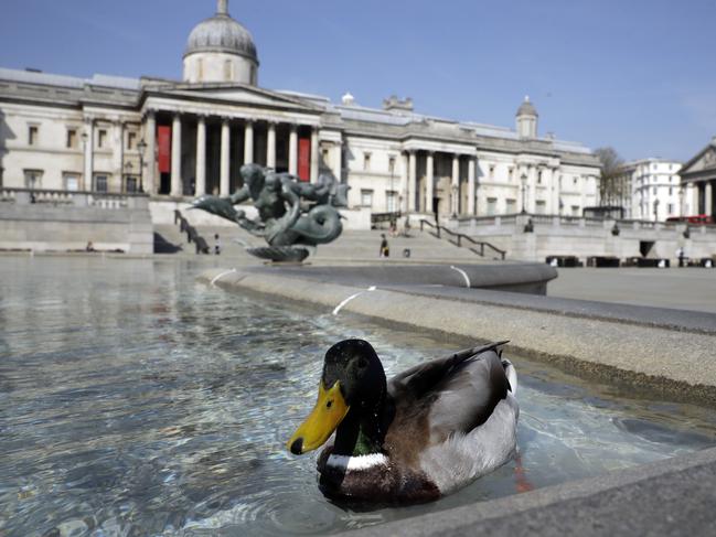 A duck swims in a fountain as Trafalgar Square in London, is much quieter than normal as people stay home during the coronavirus lockdown. Picture: AP